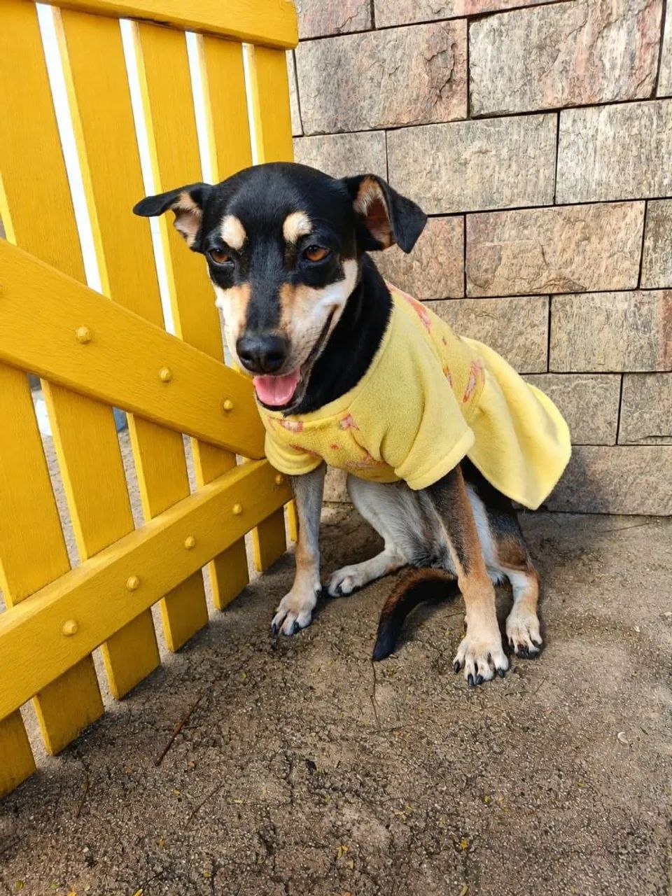 Pet  - Foto 4