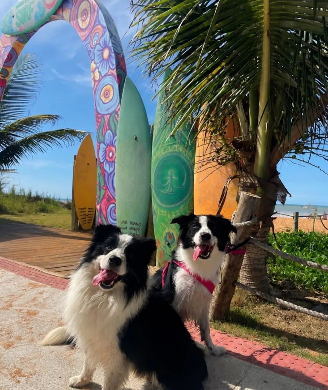 Filhotes de Border Collie - Foto 2