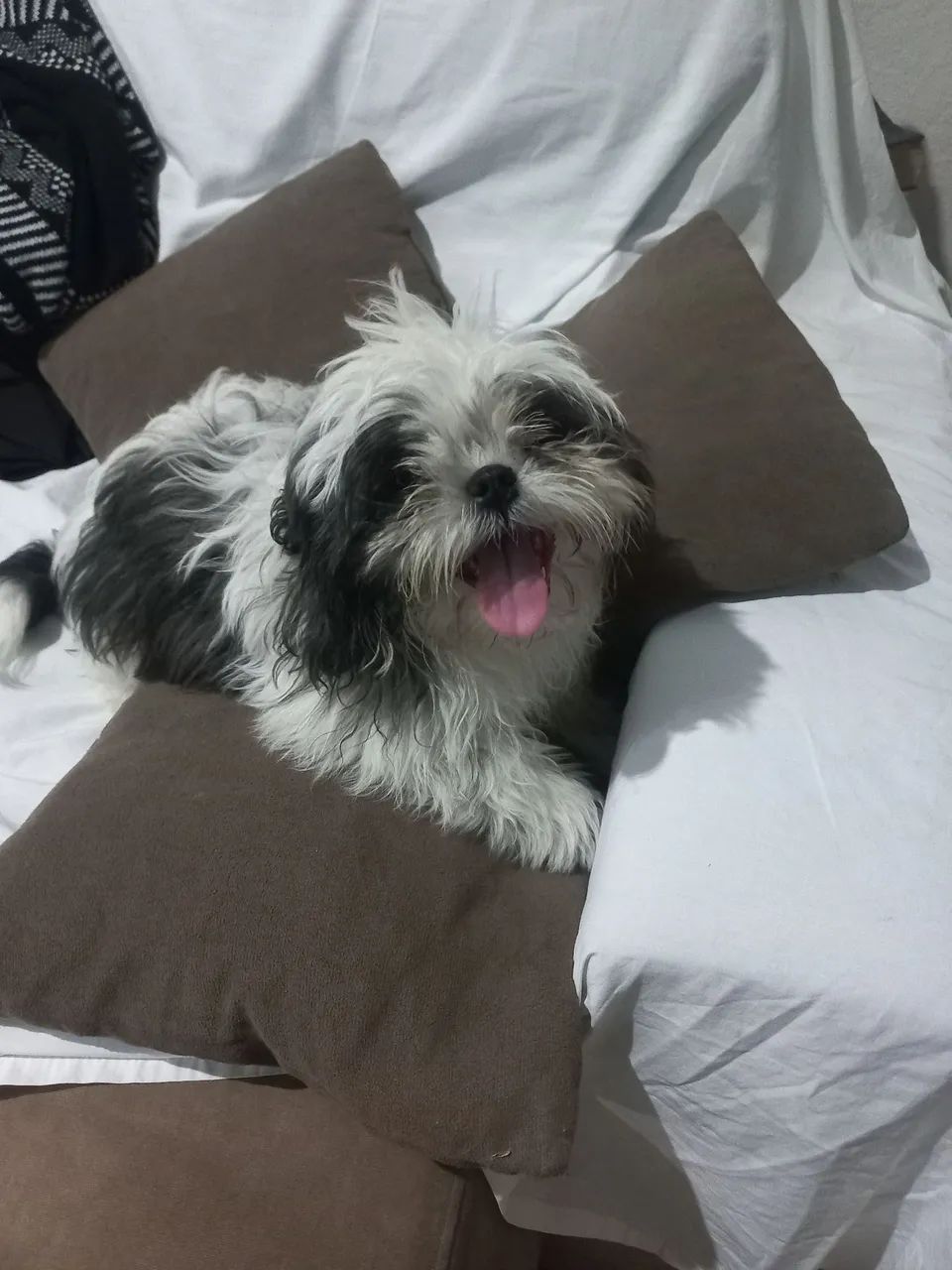 Cachorro 