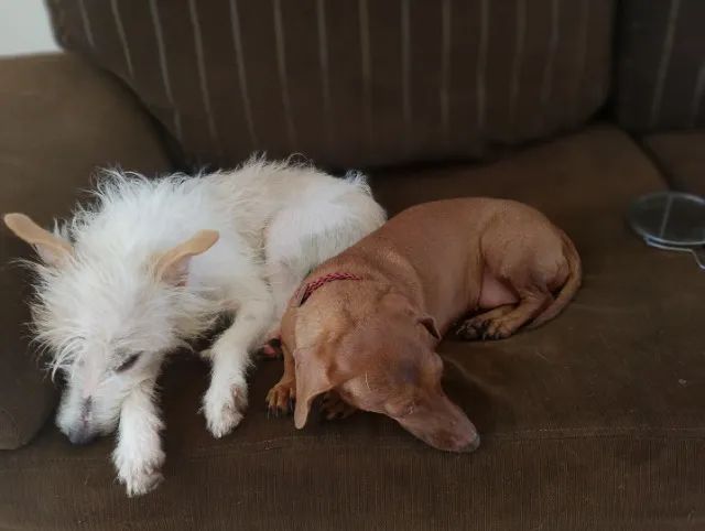 Doa-se duas pets