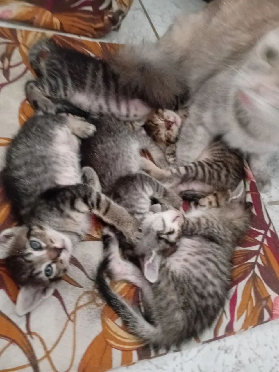 Doação de gatinhos  - Foto 2
