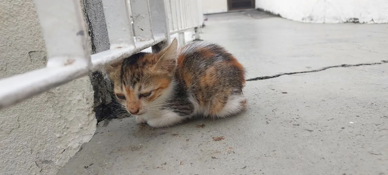 Gatinha carinhosa para adoção responsável  - Foto 5