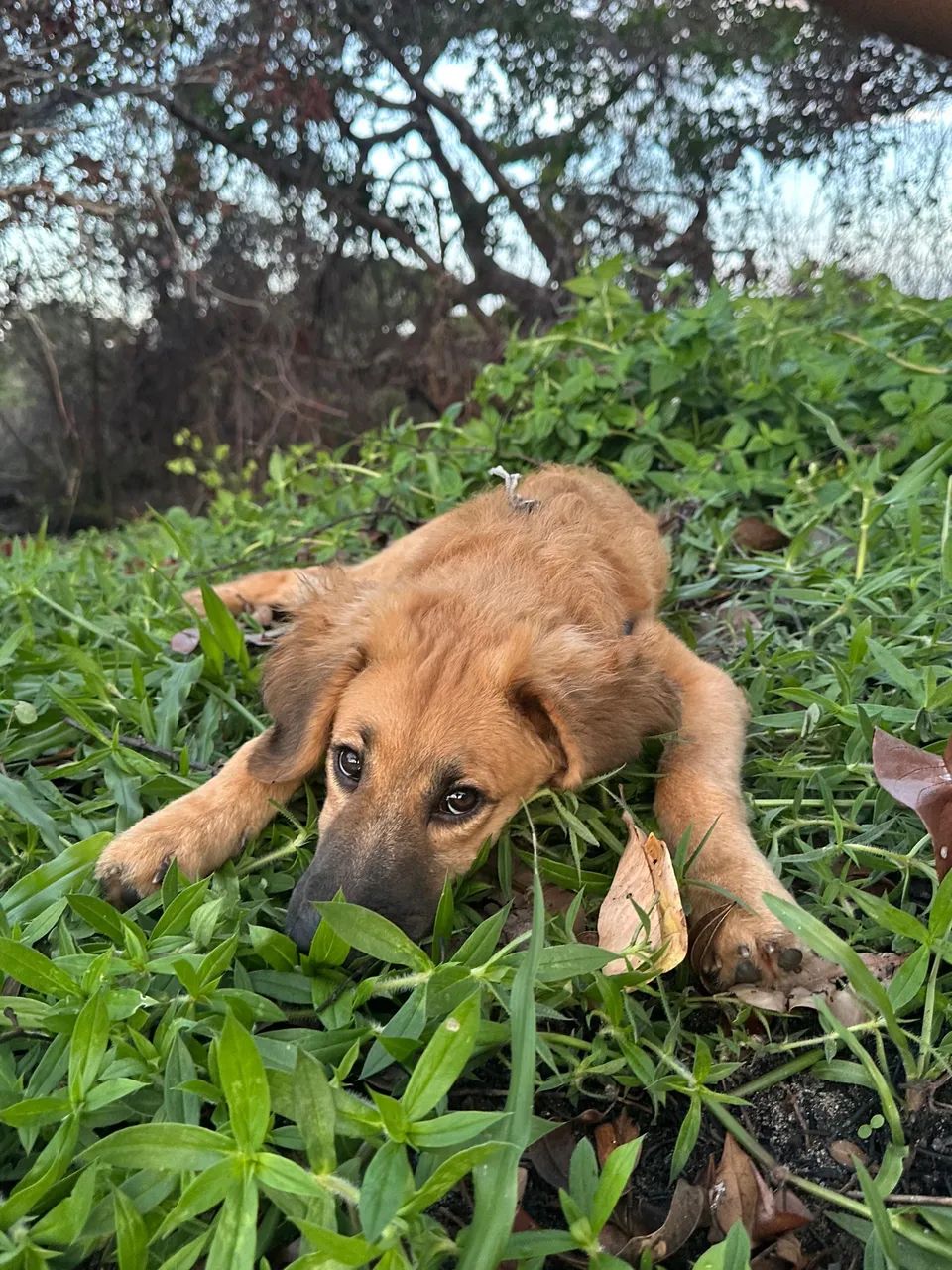 Dog Bruce  - Foto 2