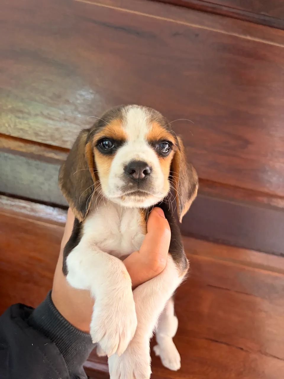 Beagle macho  - Foto 2