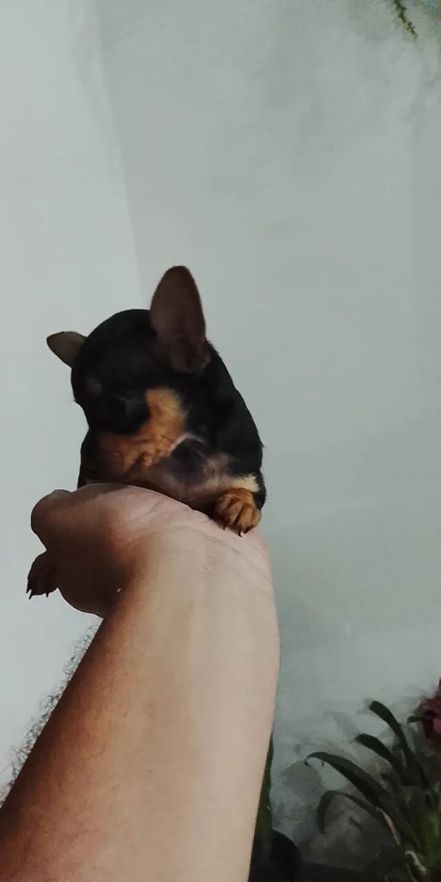 Filhotes de pinscher  - Foto 2