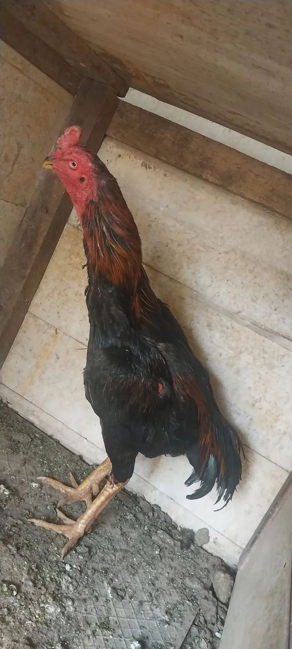 frango  - Foto 4