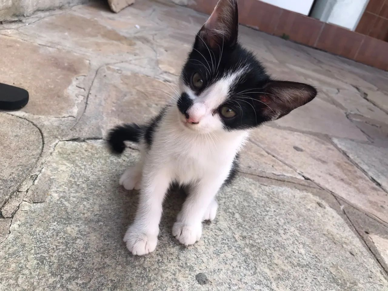 Gatinha para doação 