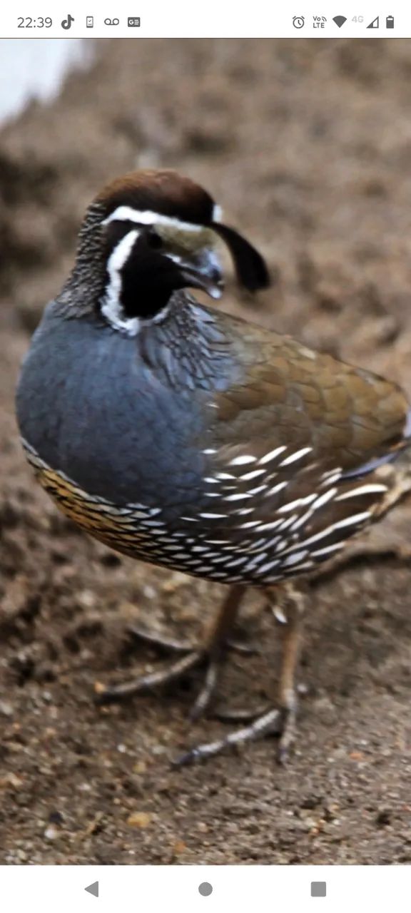 Perdiz Califórnia macho 
