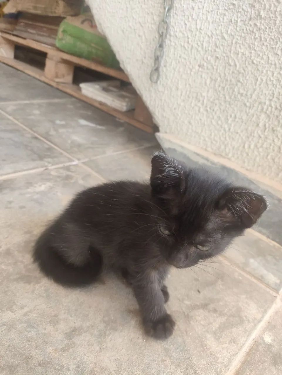 Doação Gatinho macho  - Foto 2