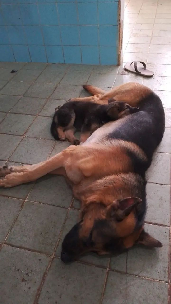 Dog lindos e amáveis 
