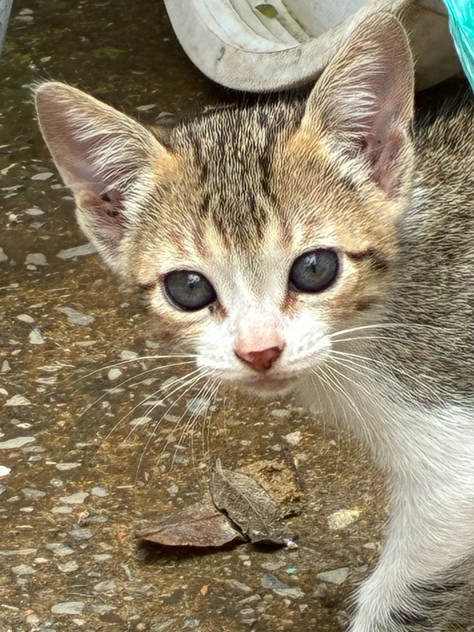 Gatinhos fofos para doação responsável 