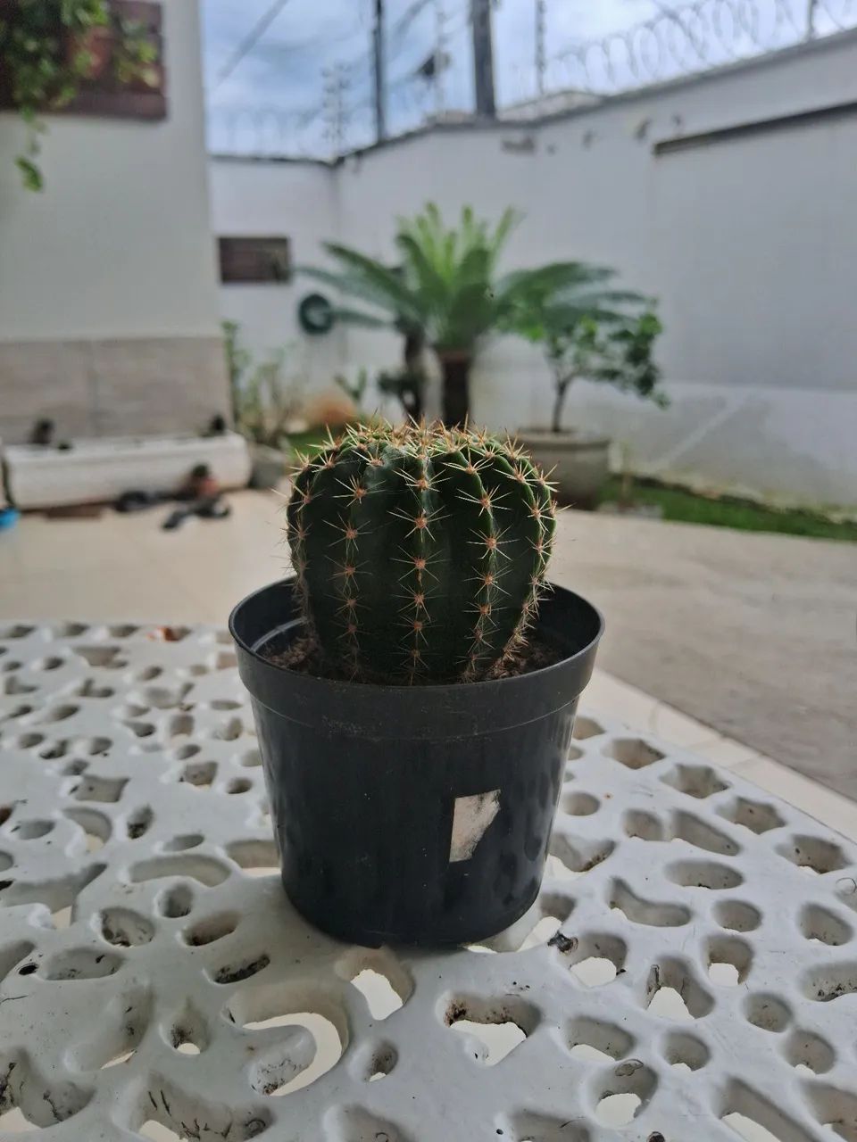 Vendo cactos - Foto 3