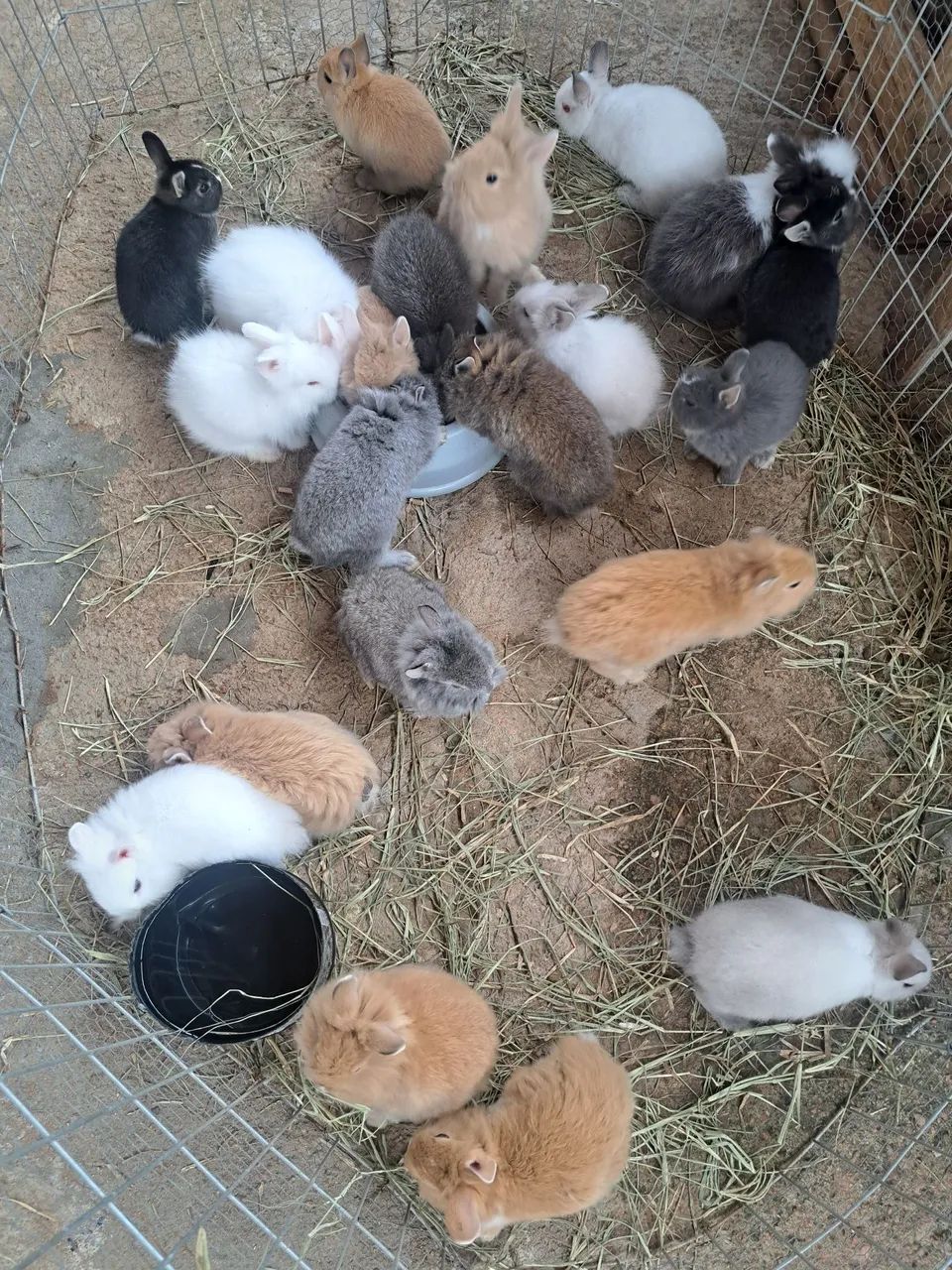 Mini coelhos filhotes  - Foto 2