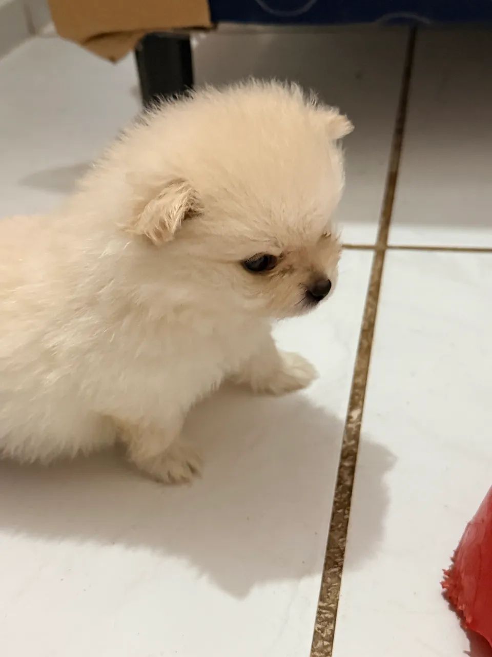 Filhotes de Spitz Alemão  - Foto 2