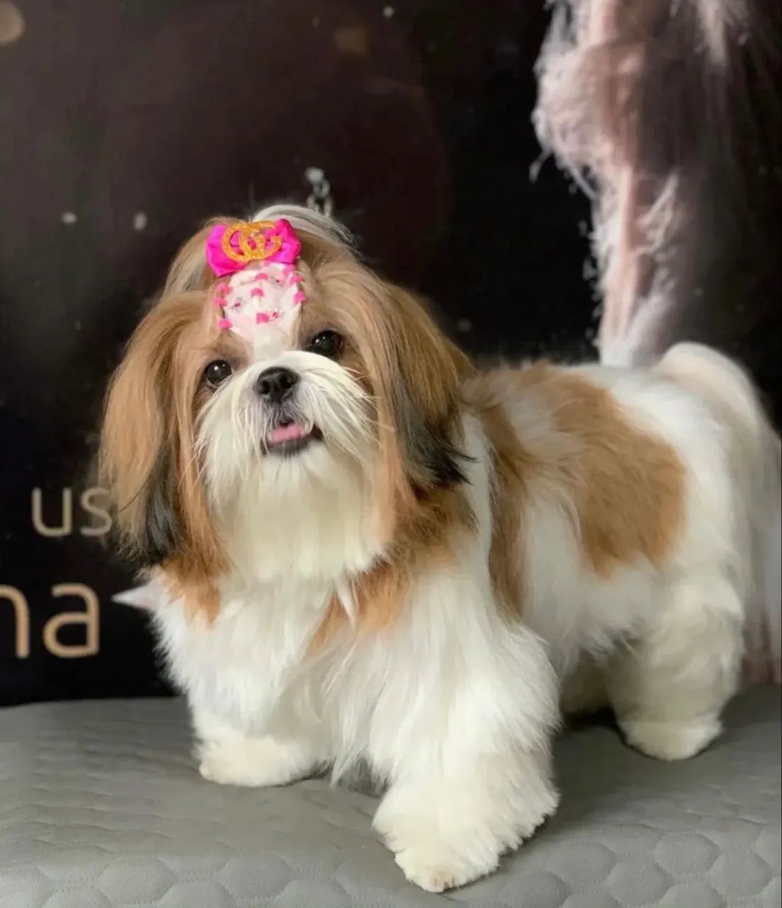 Filhotes de shihtzu - Foto 5