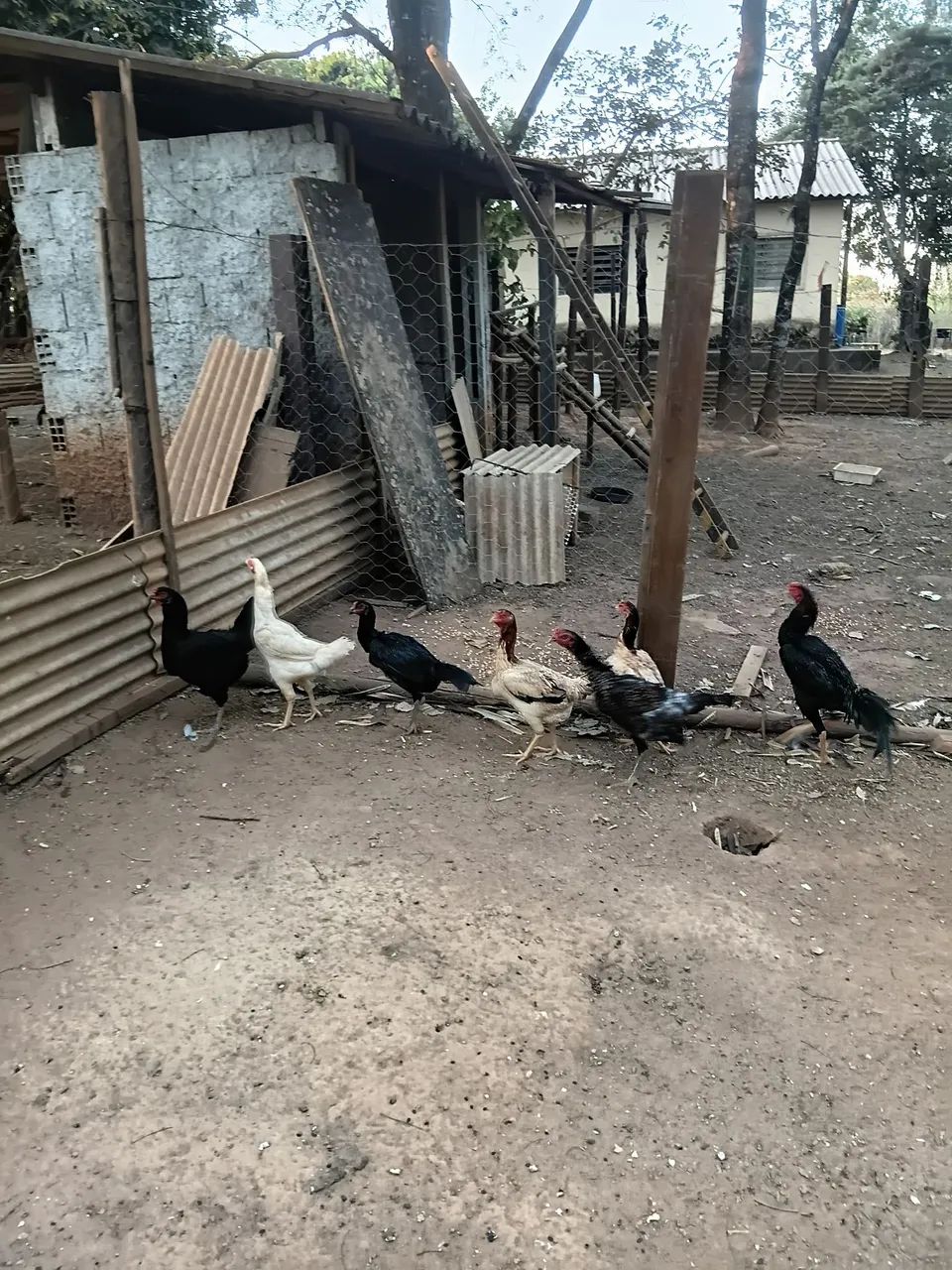 Galinhas Caipira  - Foto 3