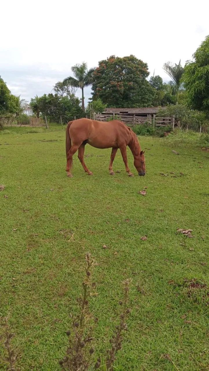 Cavalo