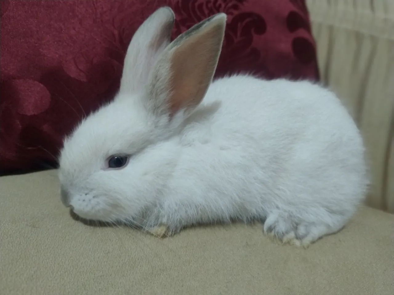 Mini Pet 