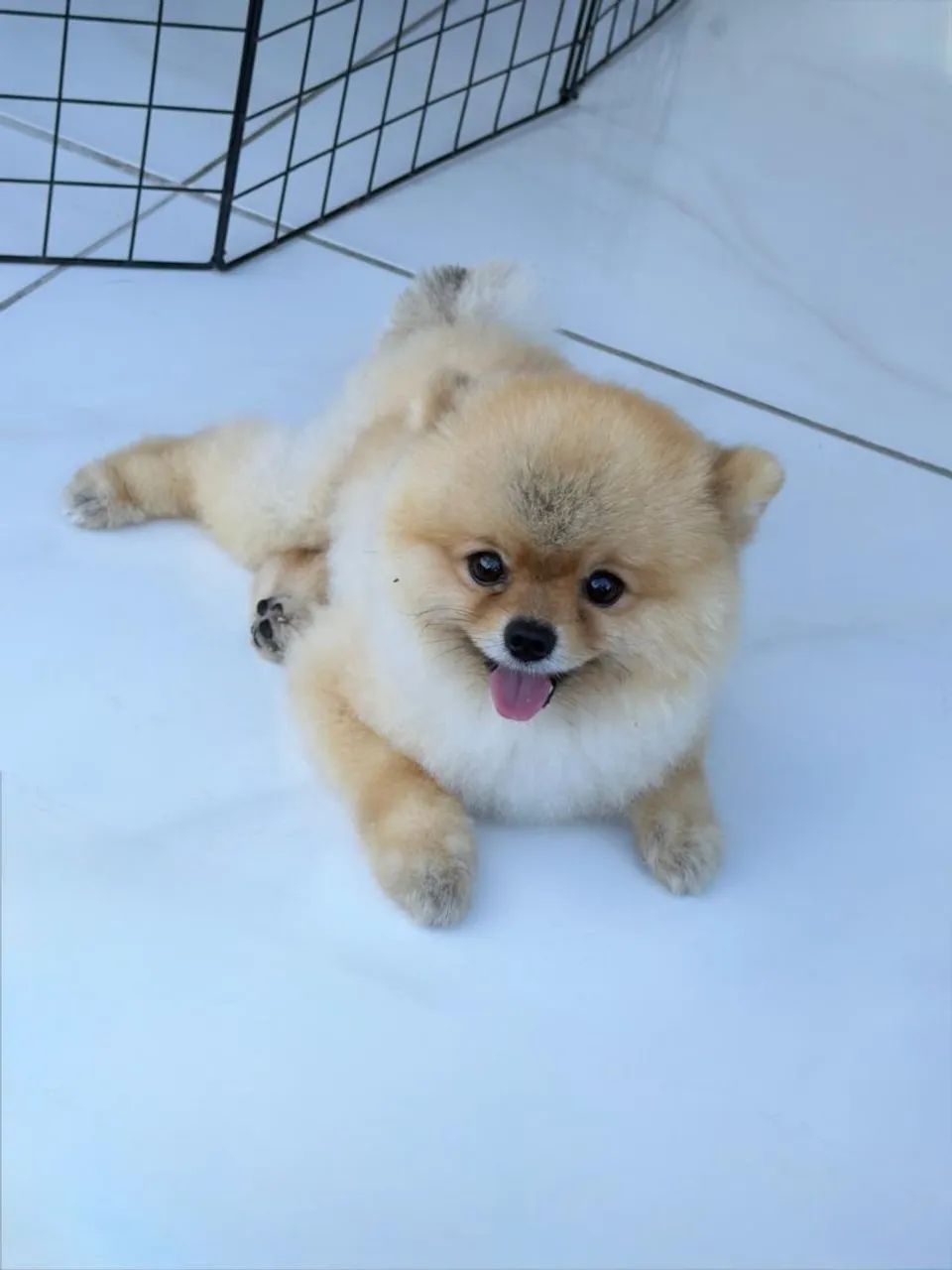 Arrumo uma namorada Spitz Alemão  - Foto 2