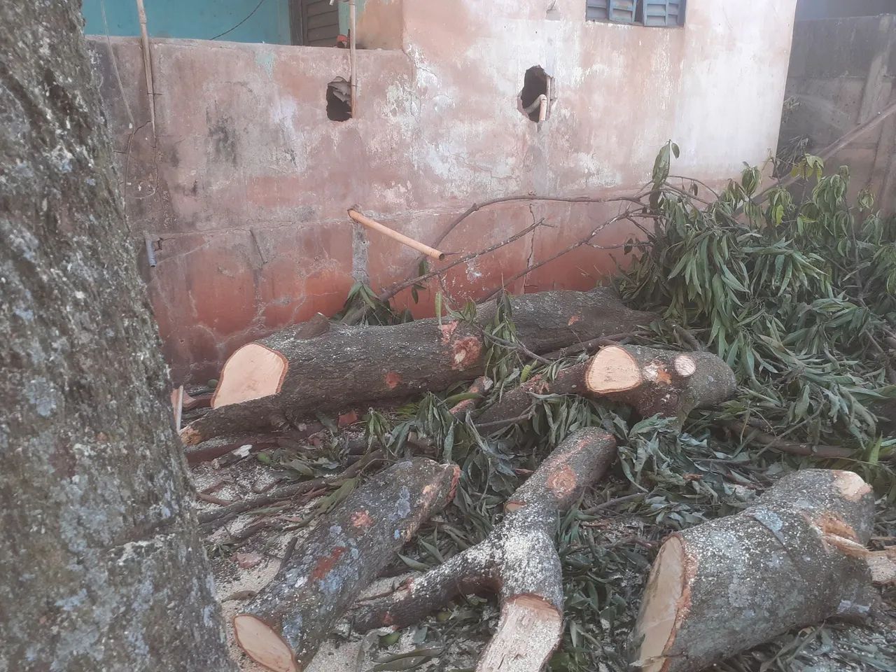 Corte é poda de árvores  - Foto 5