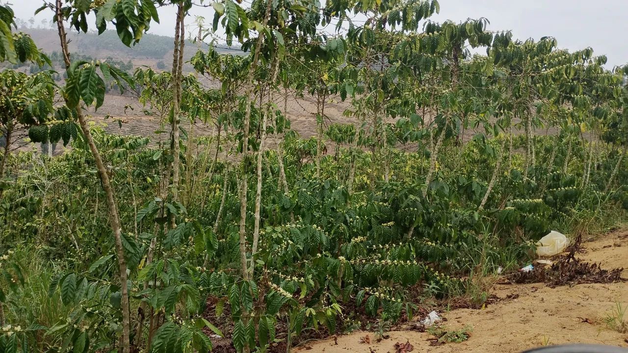 Terreno com café 