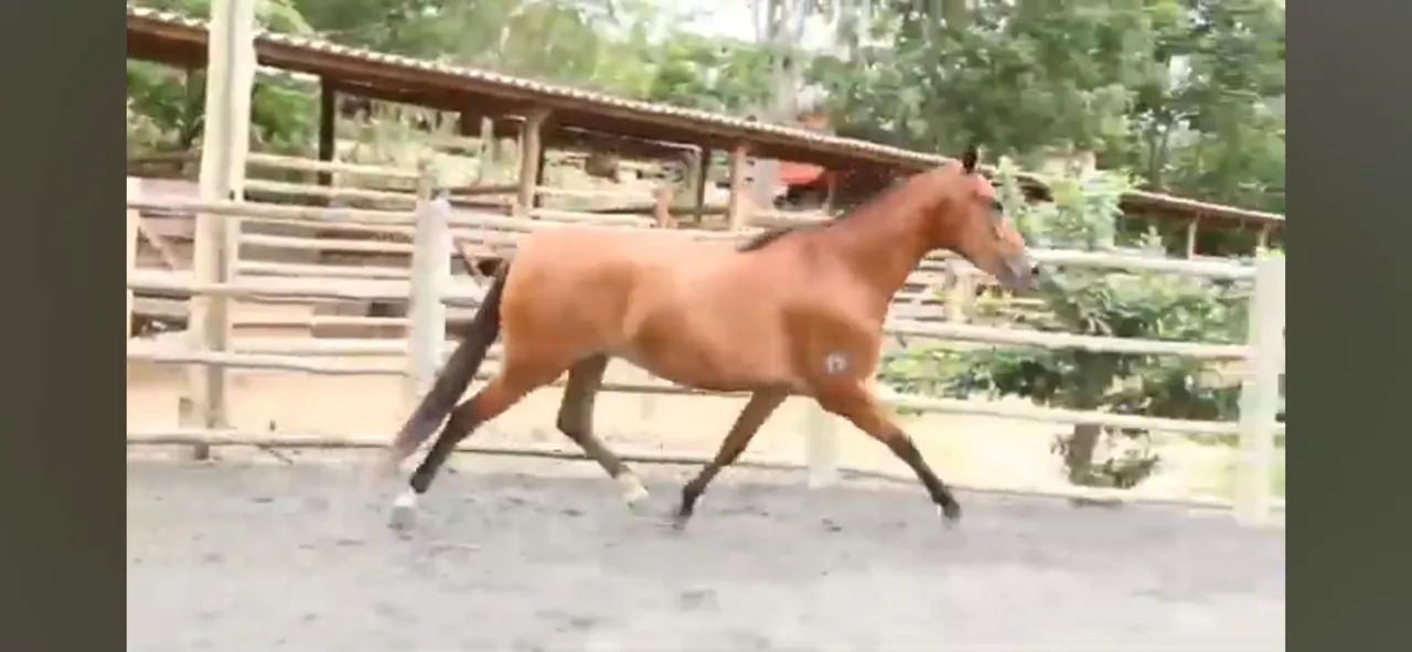 Égua mangalarga machador  - Foto 2