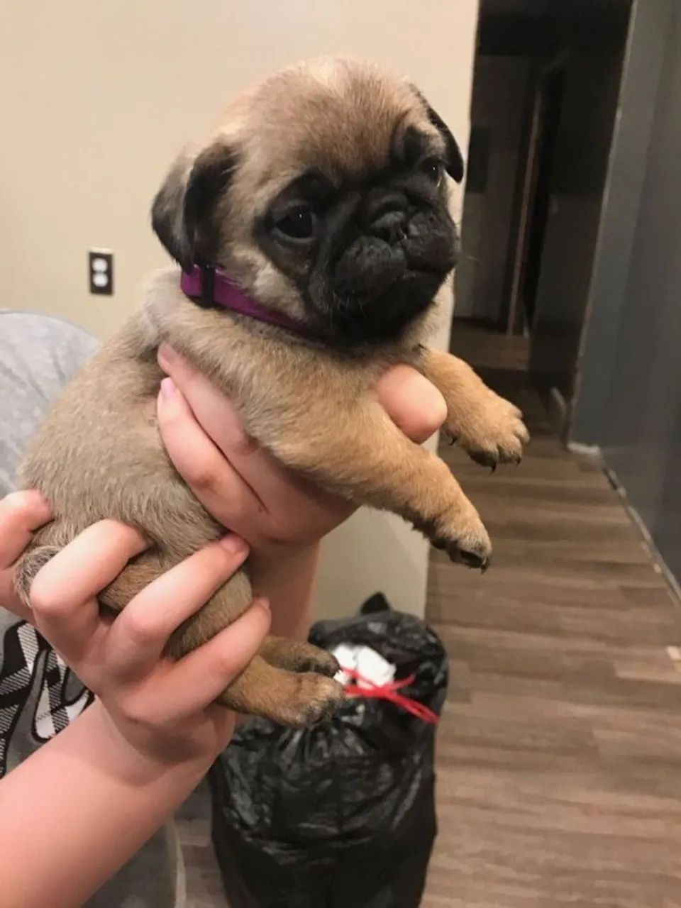 Pug Com Pedigree CBKC, Temperamento Tranquilo