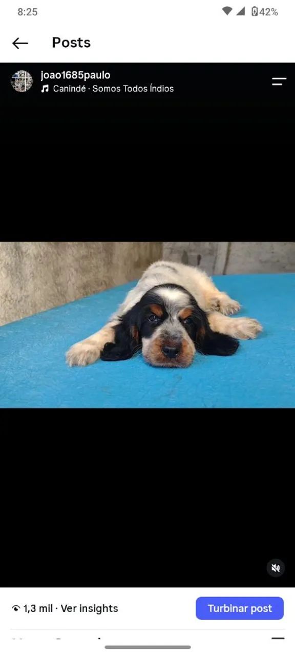 COCKER SPANIEL INGLÊS CANIL - Foto 2