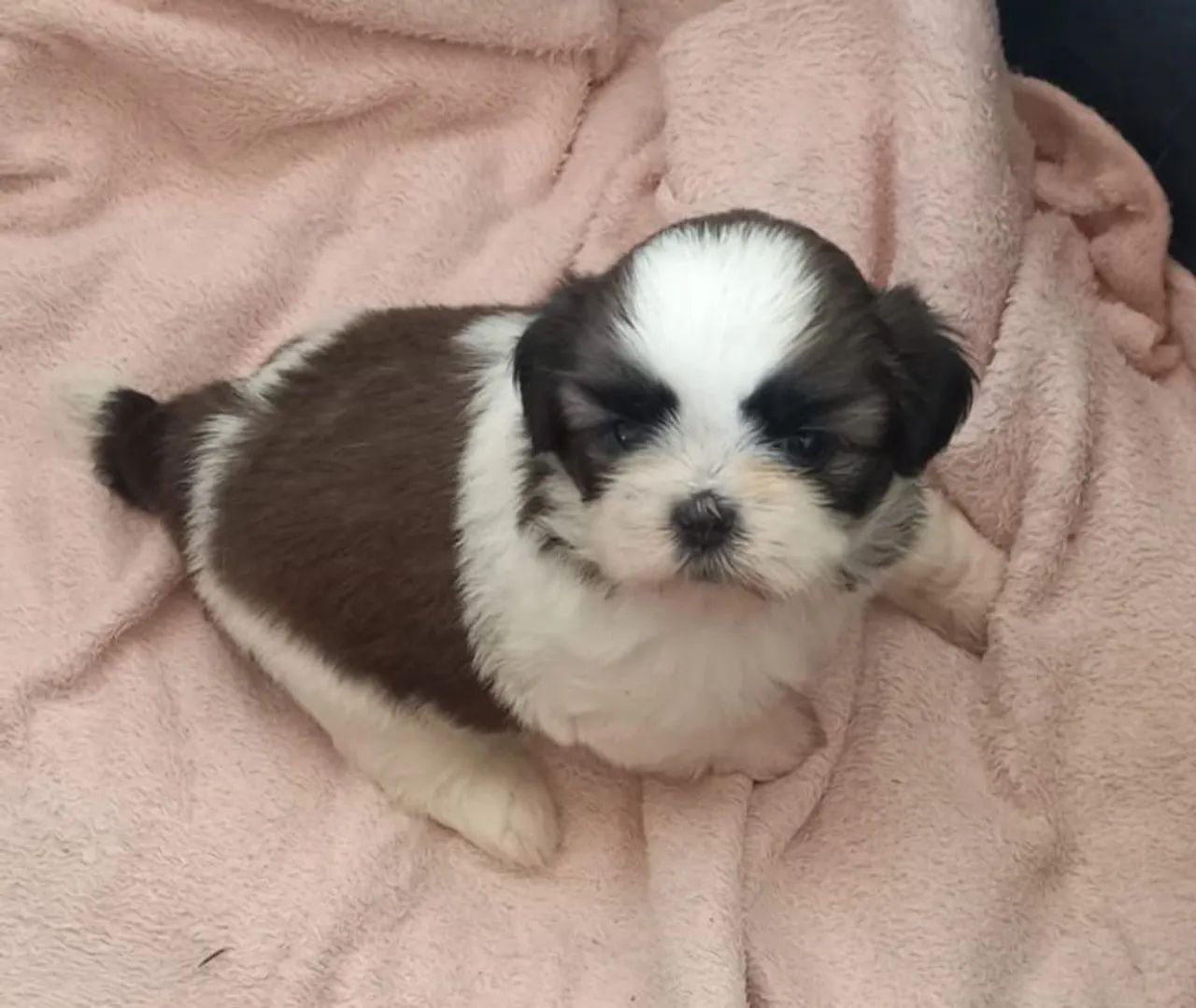 Shihtzu fêmea  - Foto 5