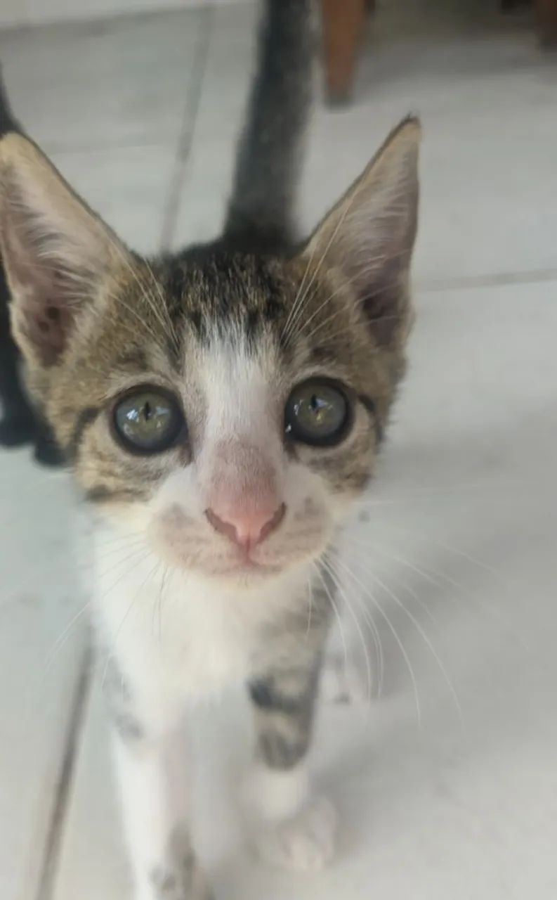 Adoção de gatos