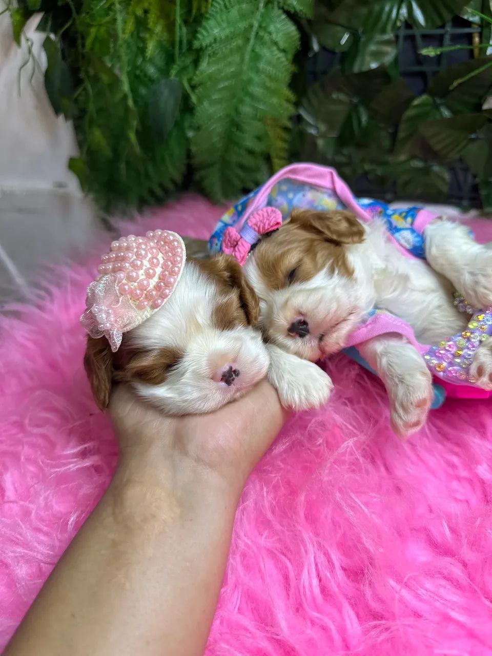 Cavalier king charles  - Foto 3