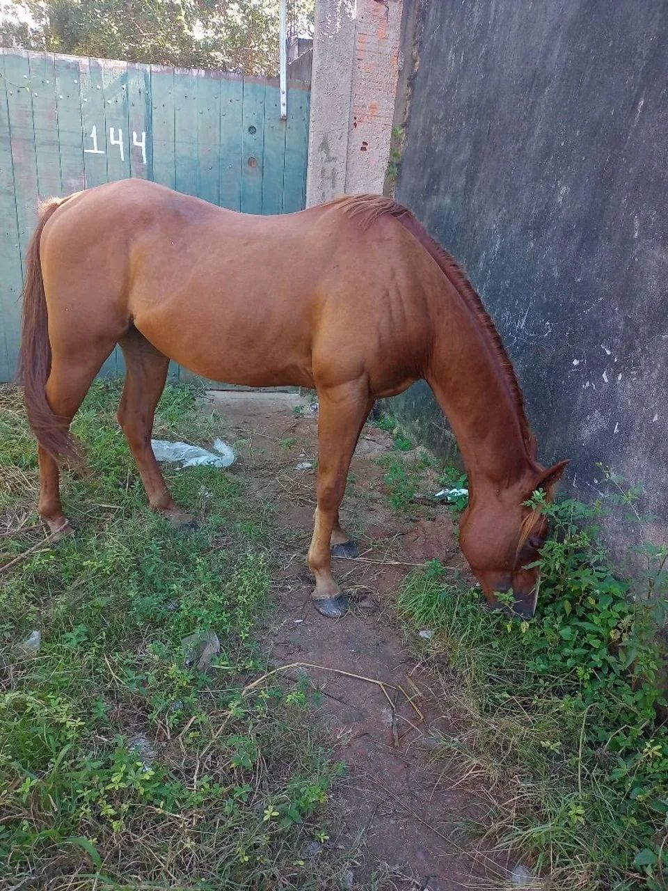 Potro Quarto de milha  - Foto 2