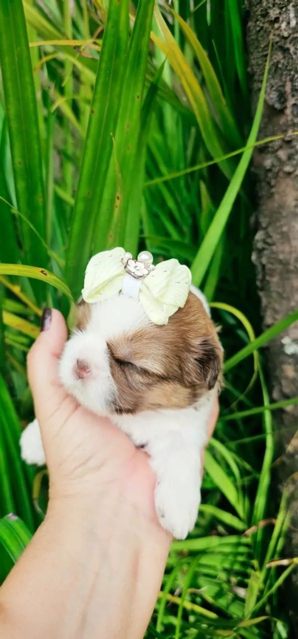 Shihtzu fêmea  - Foto 2