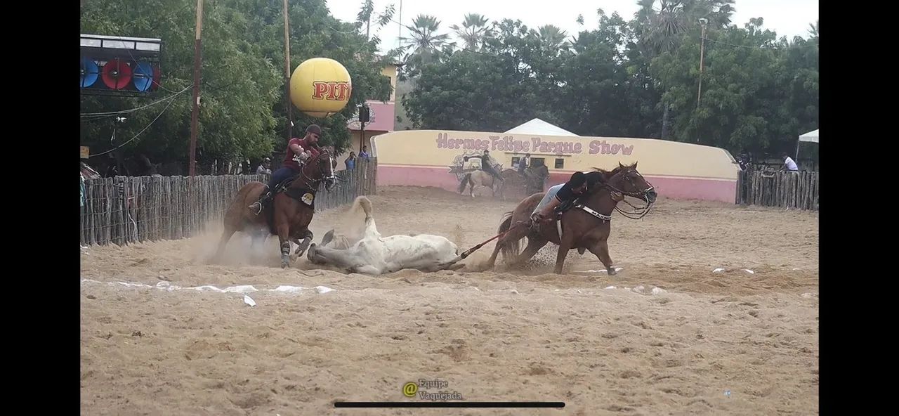Cavalo de direita - Foto 4