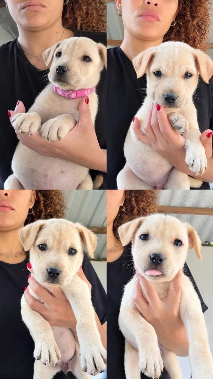 DOAÇÃO de pitbull com cadela sem raça  - Foto 5