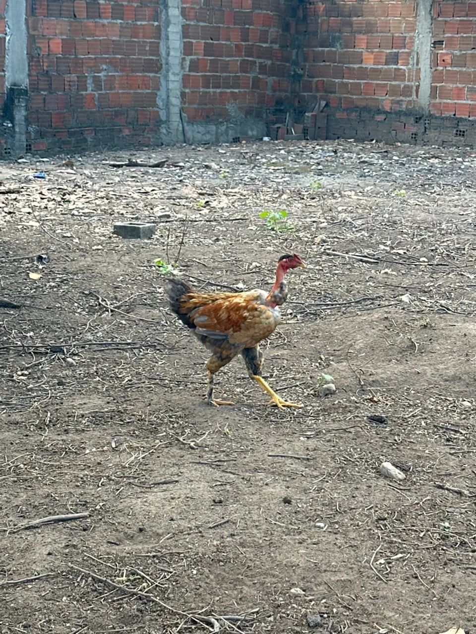 Frangos a venda