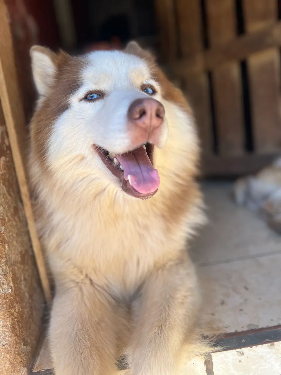 Husky siberiano wooly  - Foto 2