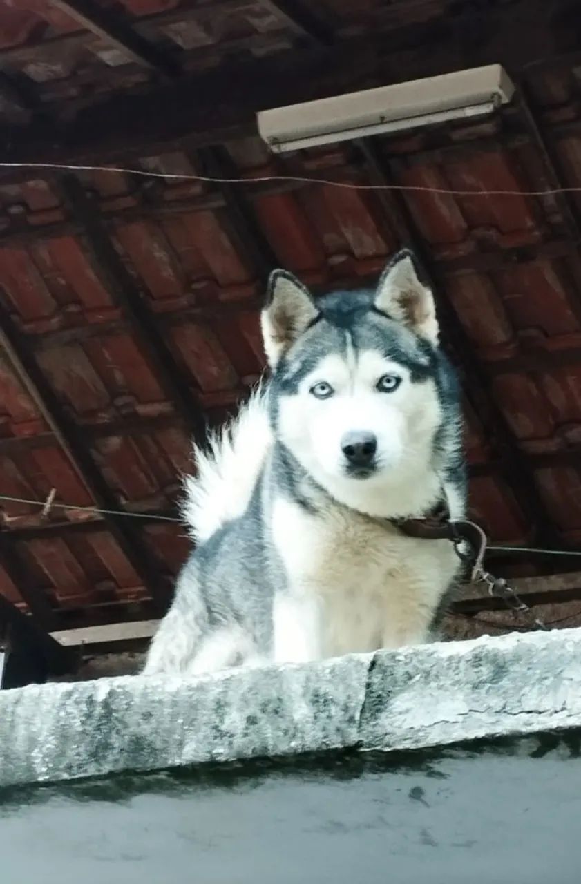 Husky siberiano para cobertura 
