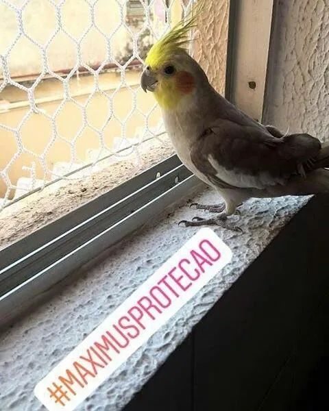 Redes de Proteçao Maximus -  - Foto 4