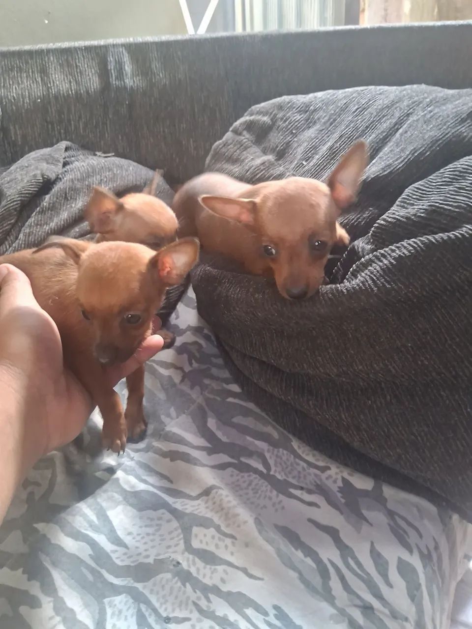 Pinscher macho 