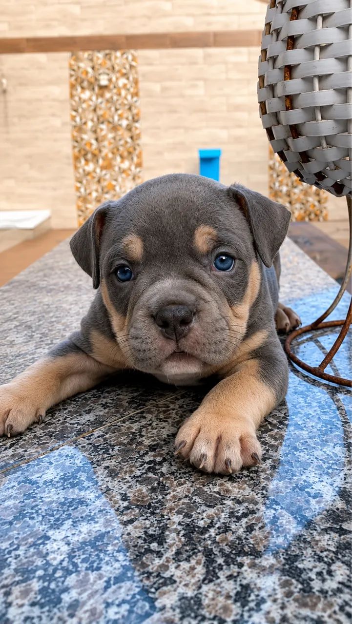 Filhotes de American Bully  - Foto 3