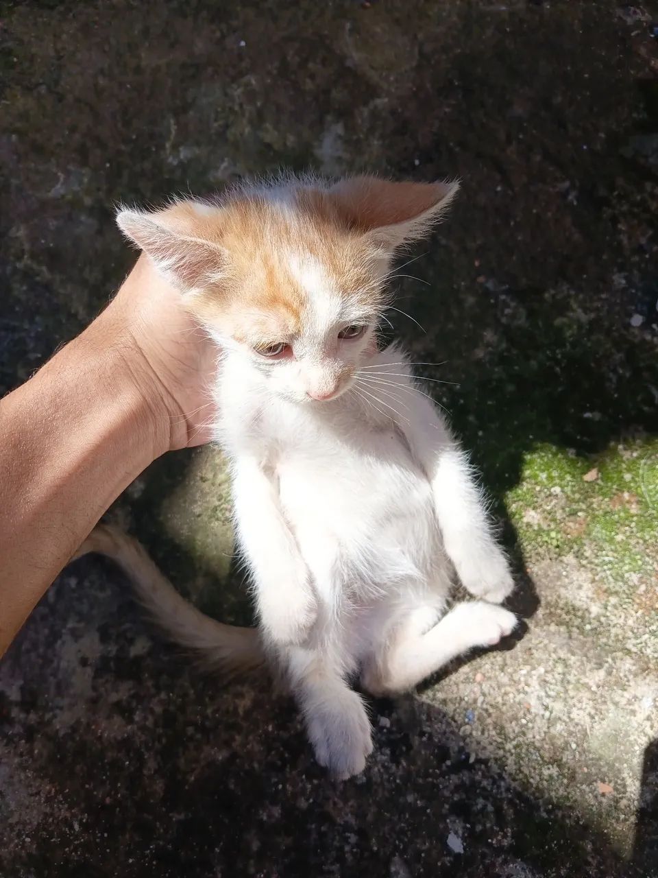 Doação de gatinhos! - Foto 3