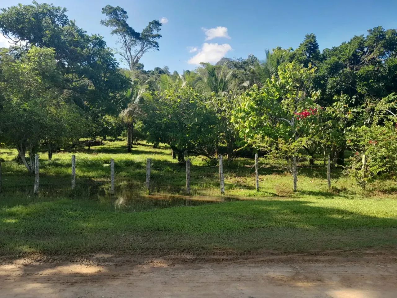 Vendo Fazenda em Itapé - BA - Foto 5