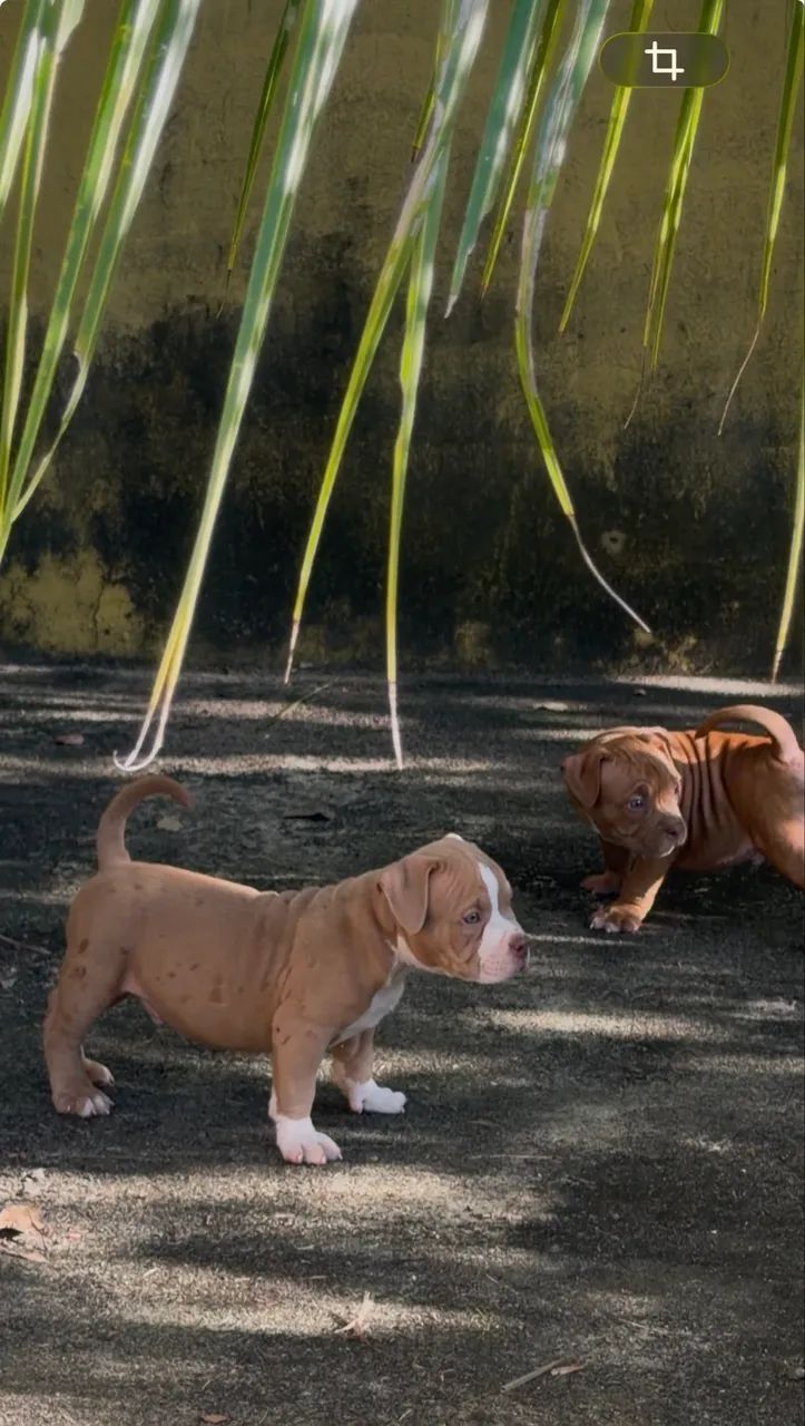 American bully micro 