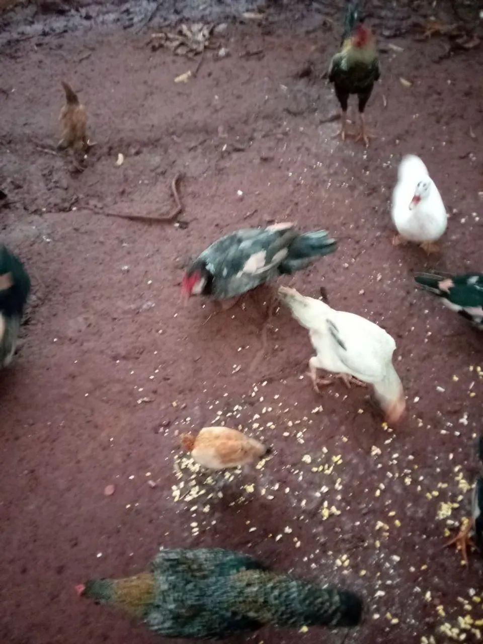 Aves 