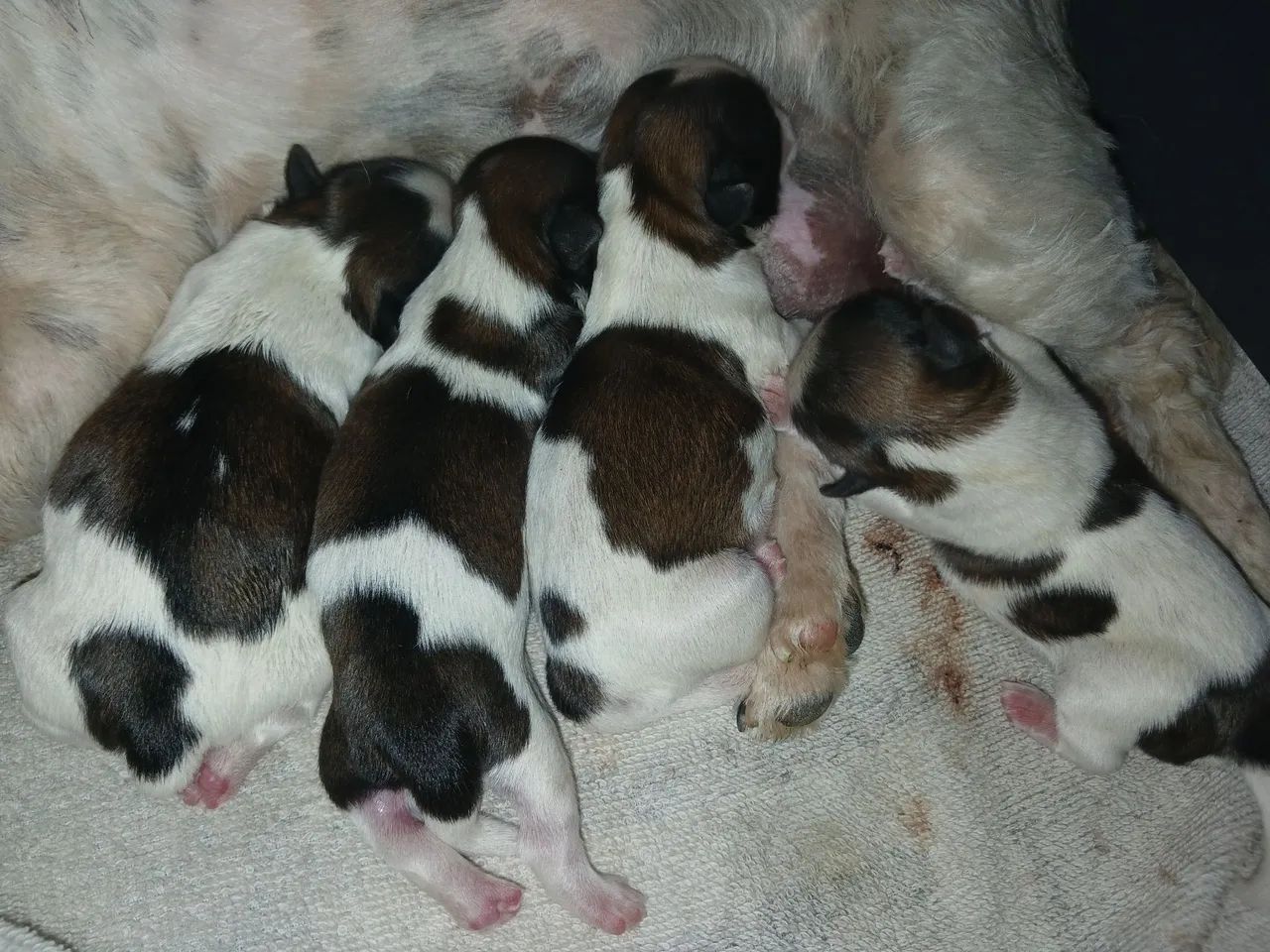  Cachorro Shih-tzu - Foto 5
