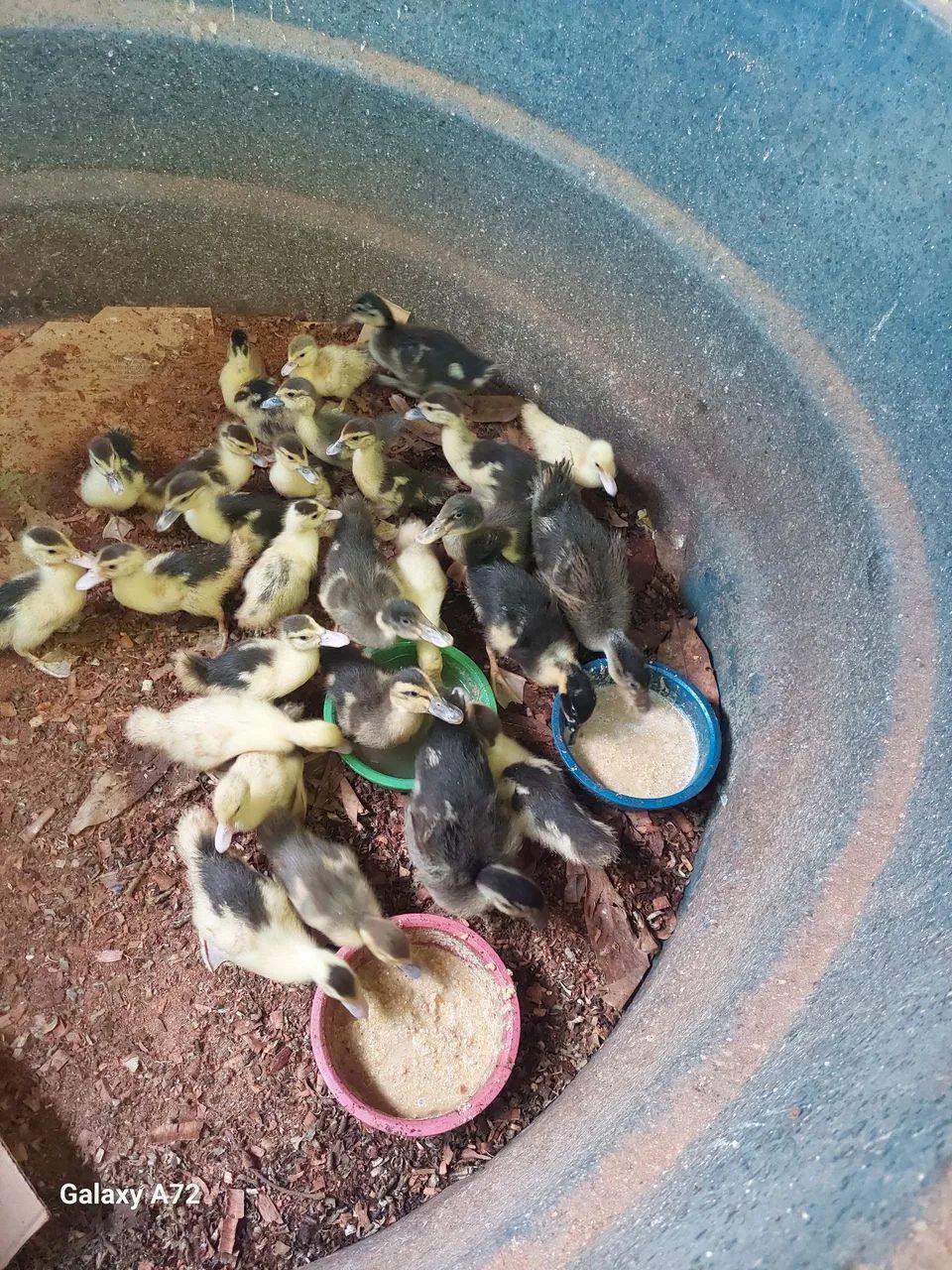 Patos e marrecos de varias idades  - Foto 5