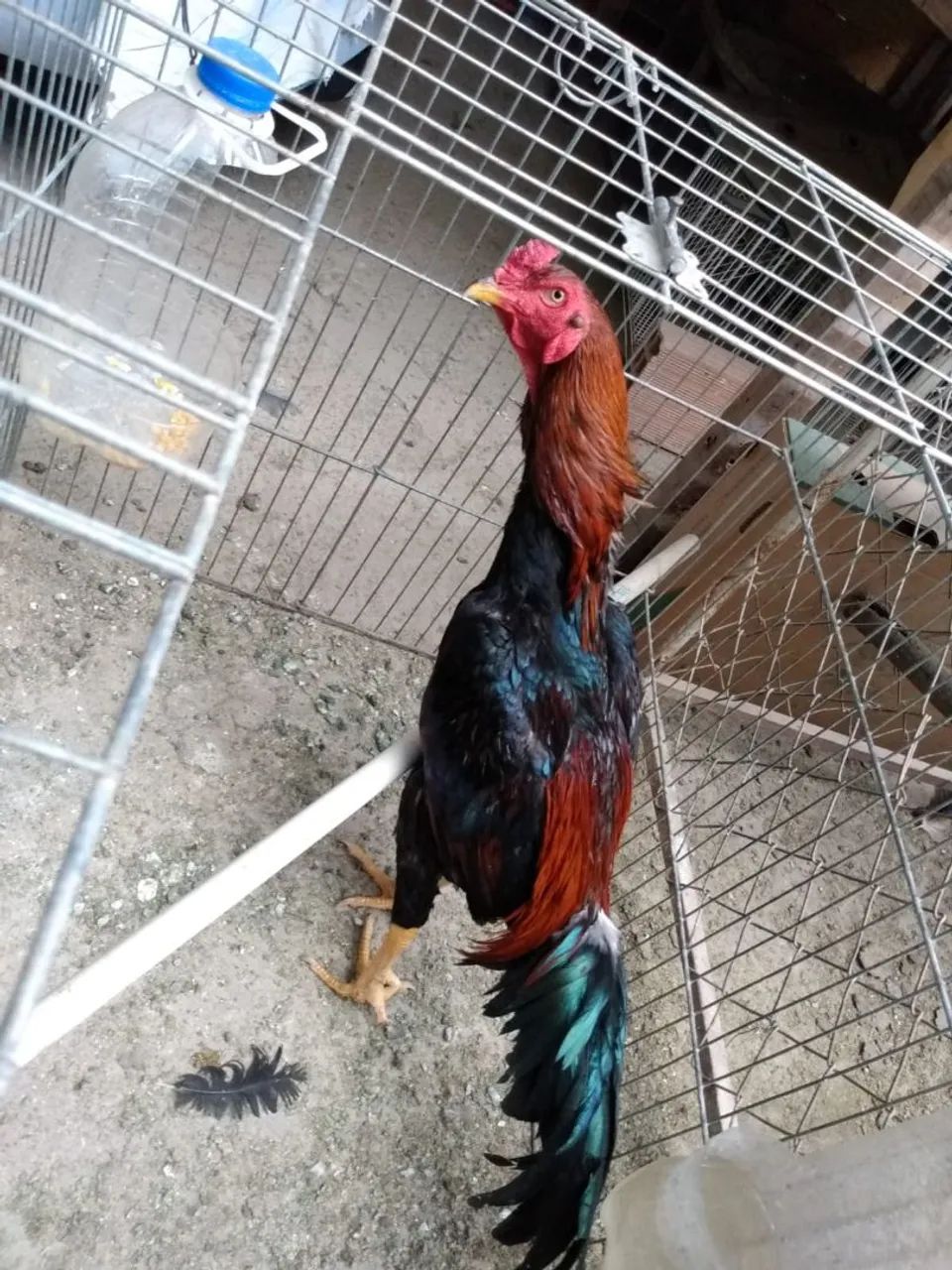 Frangos de Raça 