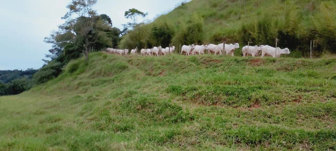 Fazenda na Pecuária  - Foto 4
