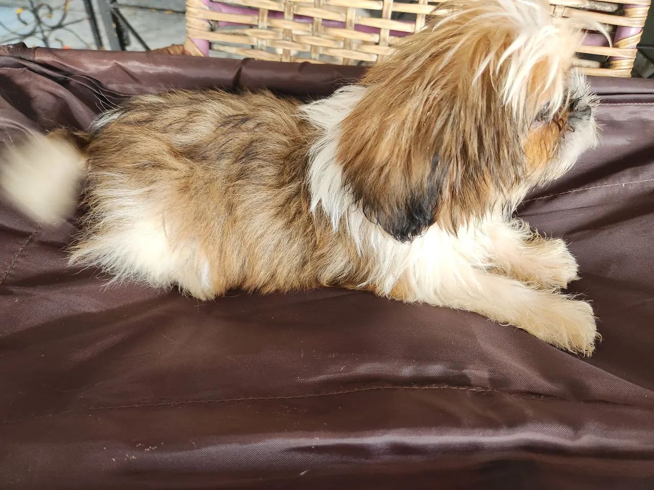 Cachorro Shih-tzu Macho ? 